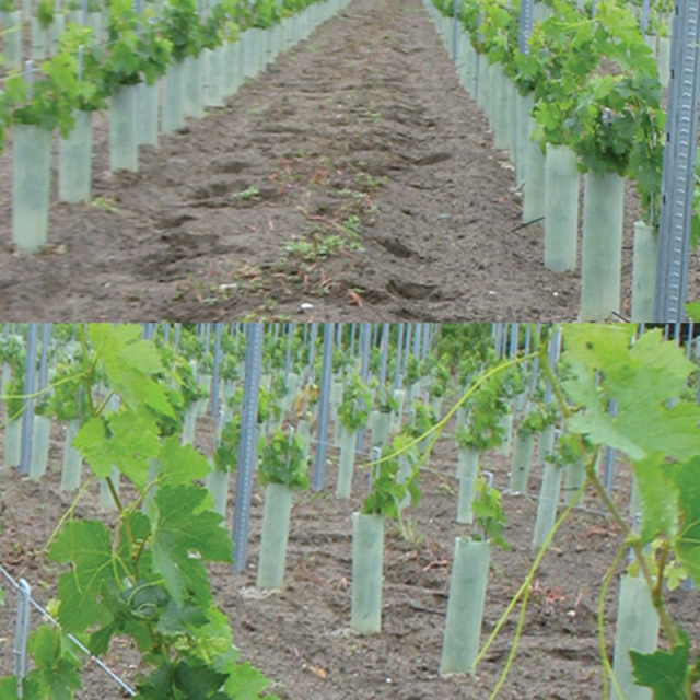 square tree protector