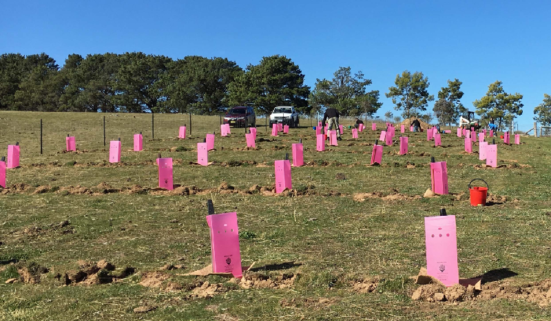 Square Polypropylene Tree Protectors for Plant Guards